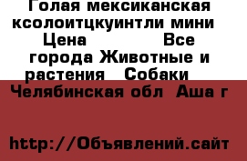 Голая мексиканская ксолоитцкуинтли мини › Цена ­ 20 000 - Все города Животные и растения » Собаки   . Челябинская обл.,Аша г.